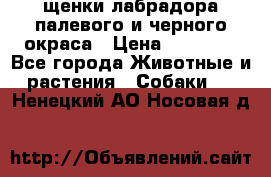 щенки лабрадора палевого и черного окраса › Цена ­ 30 000 - Все города Животные и растения » Собаки   . Ненецкий АО,Носовая д.